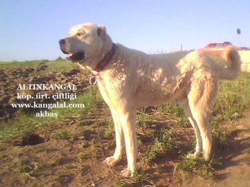 Anadolu Kopek Irklari